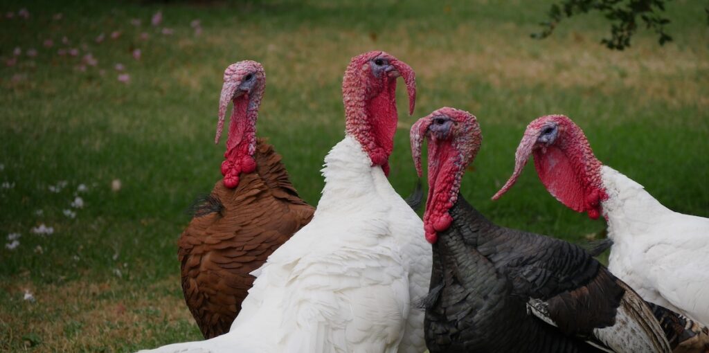 Thanksgiving Family Conflict: How Family Systems and Mimetic Theory Help Us Thrive